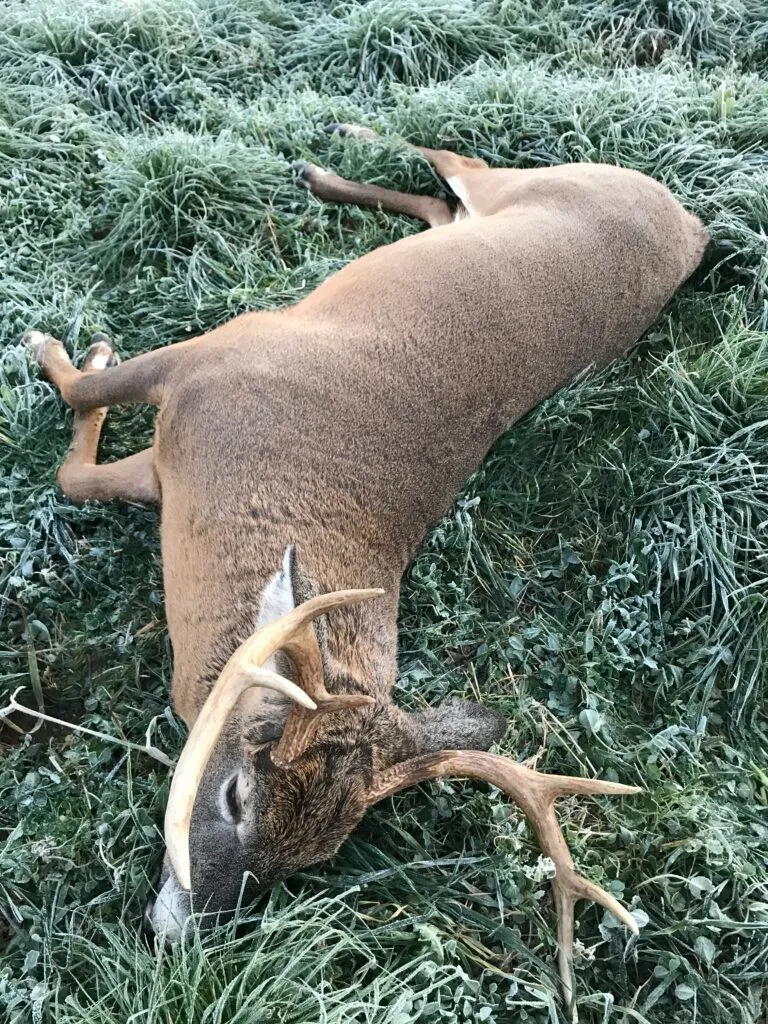 A Maine whitetail buck