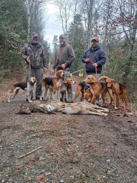 Guided coyote hunt with hounds